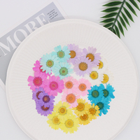 Fiori di Margherita Essiccati Non Tinti, Fiori di Margherita Veri Pressati per Resina, Unghie in Resina e Decorazioni per Scrapbook