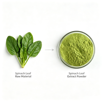 Poudre d'extrait de céleri en gros 10:1 20:1, matière première végétale hydrosoluble pour la formulation d'aliments et de boissons