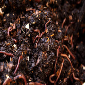 Vermicompost naturel, engrais organique pour l'agriculture, la culture des légumes, la jardinage, la culture des fruits, la ferme commerciale - Product Image 1