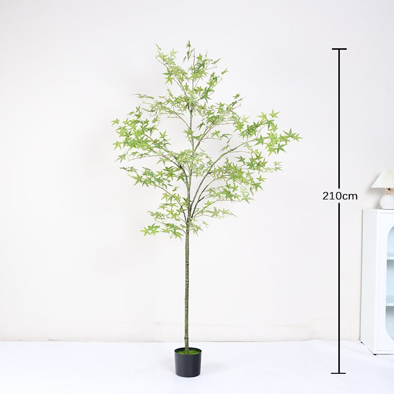 Bonsaï mini érable vert régulier - 210cm