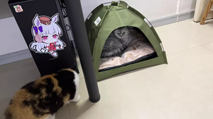 Usine en gros Portable tente pour animaux de compagnie respirant chat chien chenil pliable tente de Camping amovible lavable conception impression Carton - Product Image 4