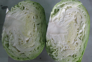 Kubis Segar Bersertifikat Organik Cina - Merek Agri-King Harga Grosir Sepanjang Tahun