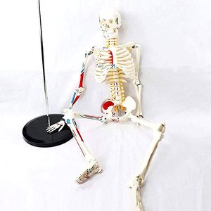 85cm <span class=keywords><strong>scheletro</strong></span> umano modello anatomico medico anatomico Halloween con supporto in metallo <span class=keywords><strong>scheletro</strong></span> anatomico 85cm di altezza braccia rimovibili - Product Image 5