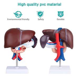 Hígado páncreas duodeno modelo tamaño real hígado anatomía modelo páncreas modelo para investigación médica y enseñanza - Product Image 2
