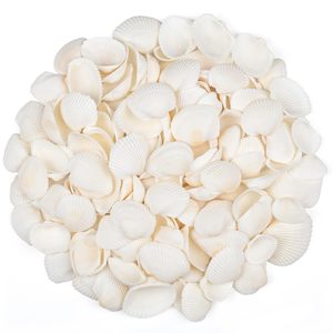 <span class=keywords><strong>100</strong></span> Uds. De conchas marinas de 1,5-2,5 CM, conchas marinas pequeñas blancas para pintura DIY, decoración de boda, conchas naturales de playa a granel - Product Image 1