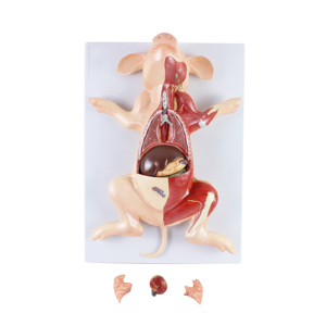 Modelo de Anatomía de Cerdo de Alta Calidad en PVC, Modelo de Embrión de Cerdo para Enseñanza, Modelo Anatómico Animal para Veterinarios - Product Image 1