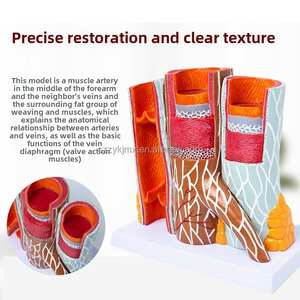 Model kapal darah anatomis tampilan PVC pendidikan 14x pembesaran struktur pembuluh darah - Product Image 4