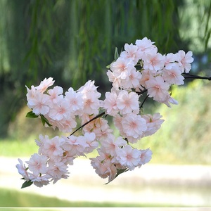 Décoration de mariage pour la maison, <span class=keywords><strong>fleurs</strong></span> en soie, <span class=keywords><strong>fleurs</strong></span> artificielles de <span class=keywords><strong>cerisier</strong></span>, branches de <span class=keywords><strong>fleurs</strong></span> - Product Image 4