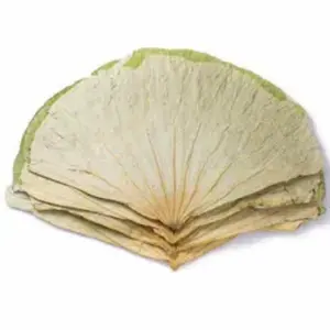 Komplette Lotus Dry Leaf Original natürliche Sonnenschein getrocknete ganze Lotus blätter zum Verkauf