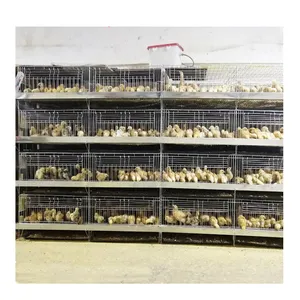 Cages pour animaux Cage à poulets de type H pour l'élevage de poulets de chair et de poussins