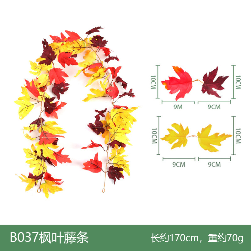 B037 Vigne d'érable