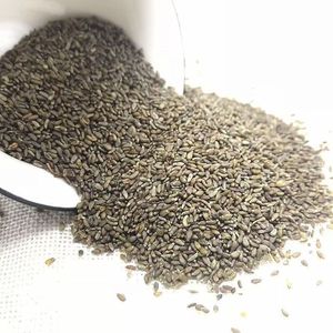 Artemisia semilla arena Artemisa para Artemisia <span class=keywords><strong>arenaria</strong></span> semilla goma virginal de China planta del desierto - Product Image 1