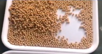 Máquina Clasificadora de Color de Frijoles Chocho de Perú 2022, la Más Reciente Máquina de Clasificación Múltiple para Frijoles Tarwi y Lupin con Función Remota