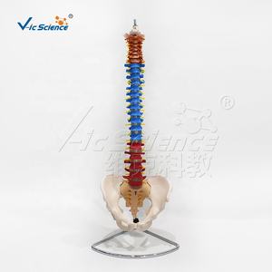 Modelo Didáctico de Columna Vertebral con Pelvis, Modelo de Tamaño Real del <span class=keywords><strong>Esqueleto</strong></span> Humano - Product Image 5
