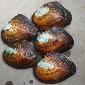 หอยมุกน้ำจืดธรรมชาติแบบเปิด มุกหลายสี ขายส่ง สำหรับงาน DIY - Product Image 5