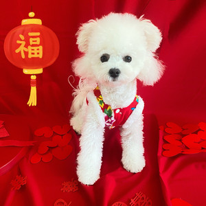 Autumn Winter Floral Coats <b>For</b> <b>Small</b> Medium <b>Dogs</b> Cats Red Festival Clothing Teddy Bichon Frise Schnauzer Cotton Padded <b>Clothes</b> - Product Image 2