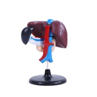 Modèles anatomiques médicaux en PVC haute définition pour l'étude des organes humains Foie Duodenum & Pancréas Durables 19x17x12cm