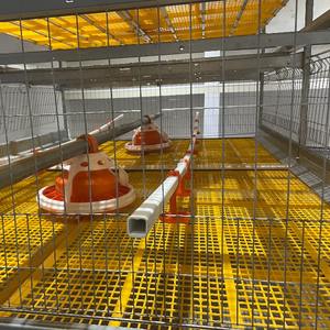 Gran oferta, sistema <span class=keywords><strong>de</strong></span> línea <span class=keywords><strong>de</strong></span> agua para gallinero, jaula para aves <span class=keywords><strong>de</strong></span> corral para <span class=keywords><strong>pollos</strong></span> <span class=keywords><strong>de</strong></span> <span class=keywords><strong>engorde</strong></span>, sistema <span class=keywords><strong>de</strong></span> agua potable eficiente, jaulas para animales - Product Image 3