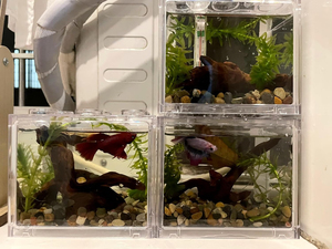 Accessoires pour aquariums, décoration naturelle soigneusement sélectionnée pour l'aménagement d'aquariums, bois flotté, décor en bois pour terrariums de reptiles - Product Image 4