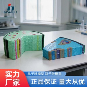 Modèle de tige de plante monocotylédonée Qinghua, instrument pédagogique scientifique pour l'enseignement de la biologie au collège et au lycée. - Product Image 5