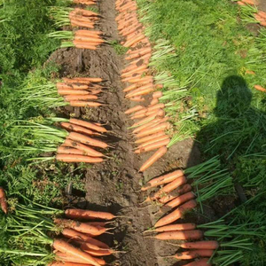 Shangji — fournitures de <span class=keywords><strong>légumes</strong></span> frais, carottes rouges, nouvelle saison, en chine, 2020 - Product Image 1