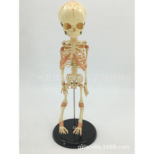 Modello di cranio di bambino, modello di <span class=keywords><strong>scheletro</strong></span> di bambino, <span class=keywords><strong>scheletro</strong></span> di bambino piccolo, modello di osso umano, istruzioni per il disegno di una figura umana. - Product Image 1