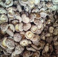 Champignons comestibles de qualité supérieure, champignons shiitake séchés entiers, emballage en vrac, qualité A