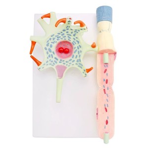 Modè<span class=keywords><strong>le</strong></span> d'amplification des neurones pour l'enseignement de l'anatomie humaine à usage médical, deux parties, structure des fibres nerveuses, anatomie médicale du <span class=keywords><strong>cerveau</strong></span> - Product Image 3