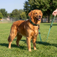 Ensemble collier et laisse pour chien NOVIPET avec points réfléchissants, résistant, imperméable en PVC, laisse réglable pour la sécurité des chiens la nuit, équipement de promenade