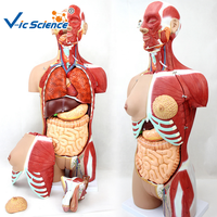 Modelo de Torso Muscular Desmontable Unisex de 85 cm, 18 Partes, Espalda Abierta, Modelo de Anatomía del Tronco Humano para Enseñanza, CE/ISO/ROHS/CNAS