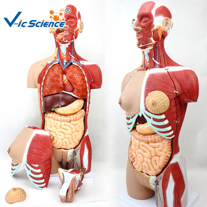 Modèle de torse musculaire démontable unisexe de 85 cm, 18 parties, dos ouvert, modèle d'anatomie du <span class=keywords><strong>tronc</strong></span> humain pour l'enseignement, CE/ISO/ROHS/CNAS - Product Image 2