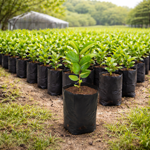 Bolsas de Cultivo de Plástico Negras con Orificios Transpirables para Plantar Plántulas de Flores, Bolsas de Jardín de Polietileno para Exteriores al por Mayor - Product Image 2