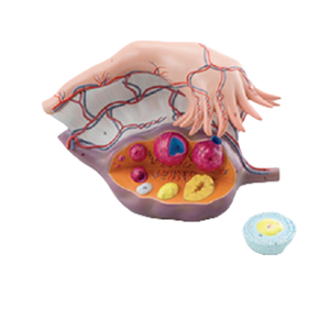 Gran oferta del modelo de enseñanza médica de PVC, ovario agrandado para anatomía humana y ciencia, éxito de ventas, 2017 - Product Image 1