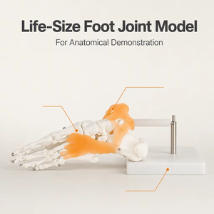 Pie <span class=keywords><strong>humano</strong></span> <span class=keywords><strong>tobillo</strong></span> modelo con ligamento pie modelo <span class=keywords><strong>esqueleto</strong></span> con ligamento pie conjunto anatómico modelo de enseñanza de tamaño - Product Image 2