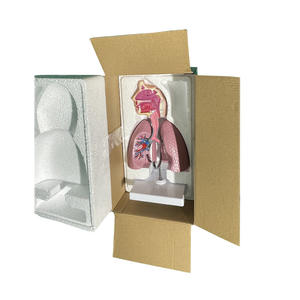 Modelo del Sistema Respiratorio Nasal y de Garganta Humano, Modelo de Anatomía Bronquial - Product Image 6