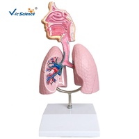 Modelo Comparativo de Lesiones Pulmonares y Bronquiales por Asma para Entrenamiento en Patología Médica, Ayuda Didáctica, CE/ISO/ROHS/CNAS