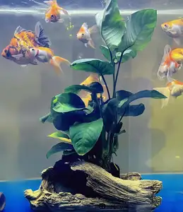 Pflanzen live-wasser Suppliers-Aquarium Landschafts bau dekorative Wasser pflanzen lebende Süßwasser pflanze