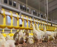 Nuevas Bebederos de Agua de Material PP para Granjas Avícolas, Equipo de Alimentación para Aves de Corral, Bebederos para Pollos de Engorde y Gallinas Ponedoras