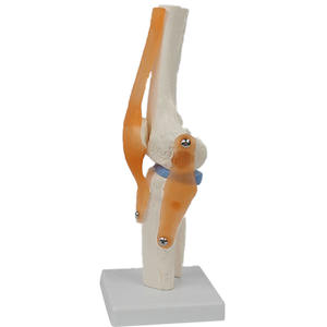 Modelo de articulación de rodilla humana, modelo artroscópico de esqueleto de articulación de rodilla - Product Image 2