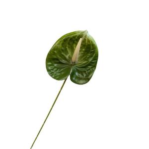 مصغرة وهمية البلاستيك الاصطناعي الزخرفية الجملة اللاتكس أنثوريوم الزهور السائبة ورقة حزمة نوعية جيدة - Product Image 6