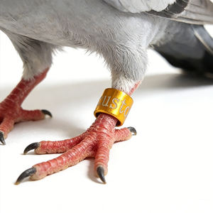 Bagues de pied pour oiseaux en aluminium bicolore <span class=keywords><strong>Oiseau</strong></span> Double Couleur, bagues pour faucons, bagues pour oiseaux (Anellini Per Uccelli) - Product Image 6