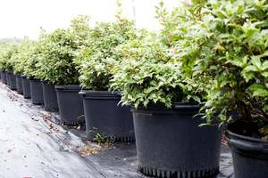 大型HDPE 5、15、20、25ガロン農家風伝統的エコフレンドリーで耐久性のある園芸用植木鉢（卸売） - Product Image 4