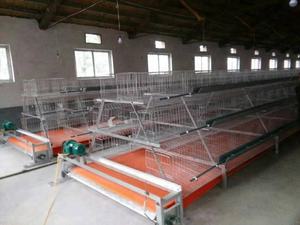 Cages à poules pondeuses en acier galvanisé, prix d'usine bon marché - Product Image 2