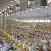 Fermes avicoles préfabriquées, poulailler, hangar pour canards, porcs, vaches, volailles, conception personnalisée de hangar pour porcs, bâtiment agricole, écurie pour chevaux