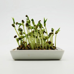 En gros : Plateau en céramique de qualité alimentaire, <span class=keywords><strong>Passoire</strong></span> en acier inoxydable 304 pour la germination des graines, Kit de germination en verre personnalisé, Pot en verre, Sucre, Lait, <span class=keywords><strong>Gelée</strong></span> - Product Image 4