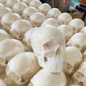 Natural-Size Anatomical Skull Model for Medical Science Human Anatomy Specimen with <strong>Removable</strong> <strong>Suture</strong> - Product Image 2