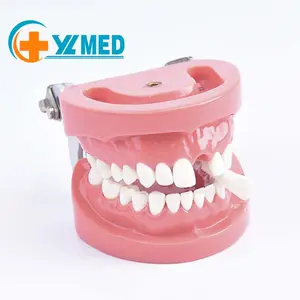 Modèle de pratique d'enseignement dentaire en hôpital Oral modèle dentaire Standard avec 28 vis pour collège dentaire