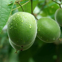 Fournisseur de source Vente en gros Price100 % Naturel Luo Han Guo Momordica Grosvenori Fruits de moine séchés pour la cuisine ou le thé