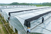 Filet d'ombrage agricole noir en HDPE anti-UV, taux d'ombrage 70 %, pour serre, verger, ferme, protection solaire