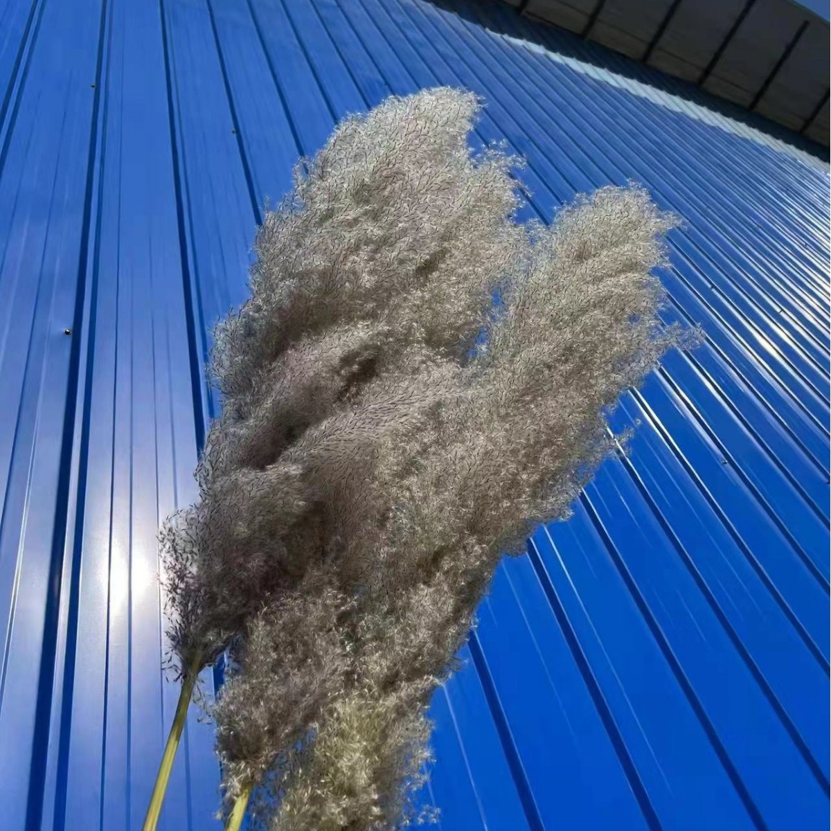 Grigio